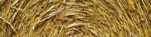 cropped-straw-bale-1533409_1920.jpg